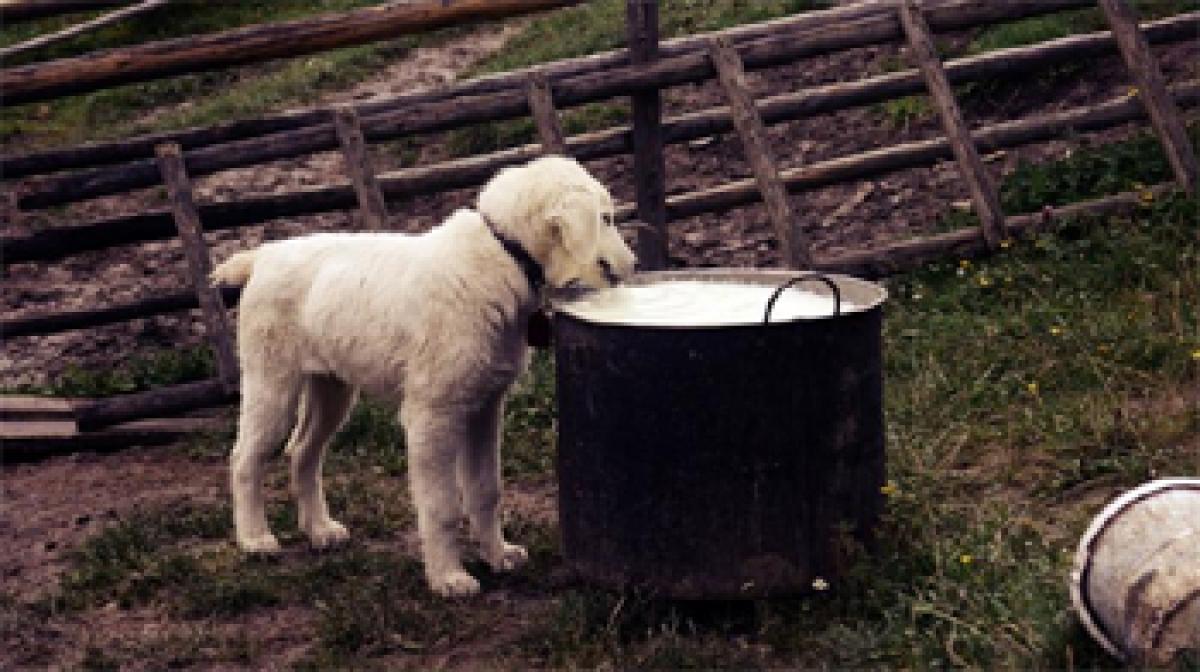 Sit! Stay! NYC dogs to get place at restaurant tables